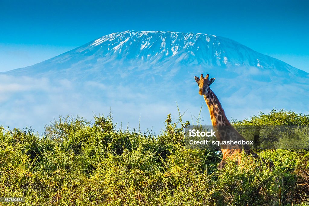 Giraffe in the bush Giraffe in the bush, and the Kilimanjaro mountain Tanzania Stock Photo