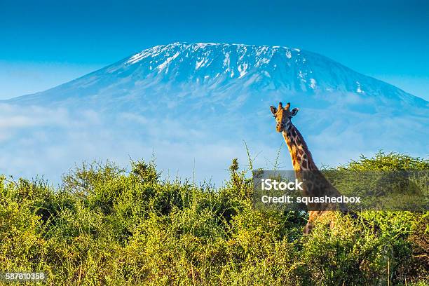 Giraffe In The Bush Stock Photo - Download Image Now - Tanzania, Mt Kilimanjaro, Serengeti National Park