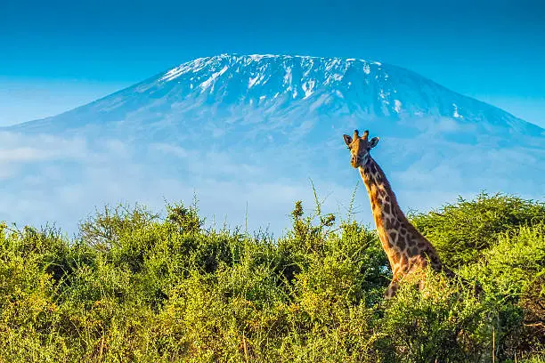 Giraffe in the bush, and the Kilimanjaro mountain