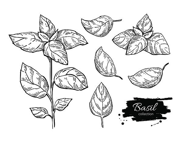 ilustraciones, imágenes clip art, dibujos animados e iconos de stock de conjunto de dibujos vectoriales basilio. planta aislada con hojas. - basilica