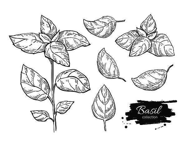 Basil vector drawing set. Isolated plant with leaves. Basil vector drawing set. Isolated plant with leaves. Herbal engraved style illustration. Detailed organic product sketch. Cooking spicy ingredient basil stock illustrations