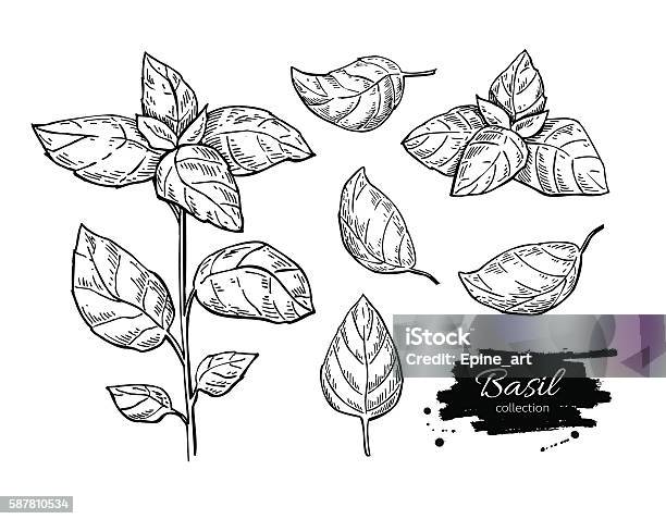 Basil Vector Drawing Set Isolated Plant With Leaves Stock Illustration - Download Image Now