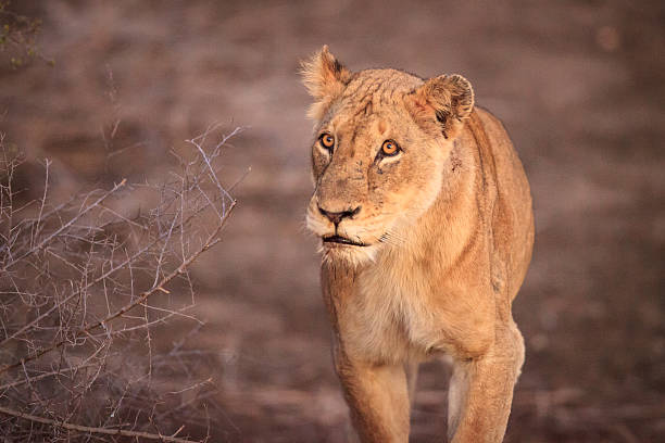 istock Lioness in the early morning sun 587811032