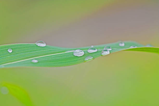istock Green sight of morning dew shines 587812434