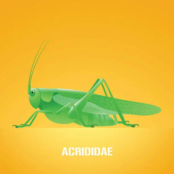 Vector illustration of Realistic vector illustration of green insect Acrididae (locust, grasshopper)