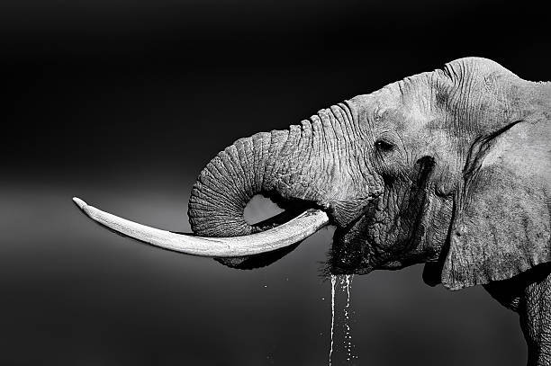 Elephant bull drinking water Elephant bull with large tusks drinking water. Close-up portrait with side view in Addo National Park elephant photos stock pictures, royalty-free photos & images
