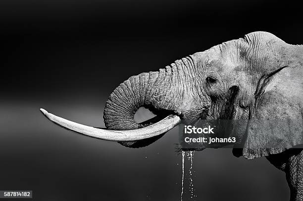 Elephant Bull Drinking Water Stock Photo - Download Image Now - Elephant, Black And White, Close-up