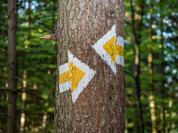 two yellows arrows on a tree (trail) Photo taken in Beskid mountains in south western Poland trailblazing stock pictures, royalty-free photos & images