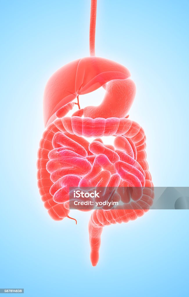 3D human male x-ray digestive system. 3D human male x-ray digestive system, medical concept. Three Dimensional Stock Photo