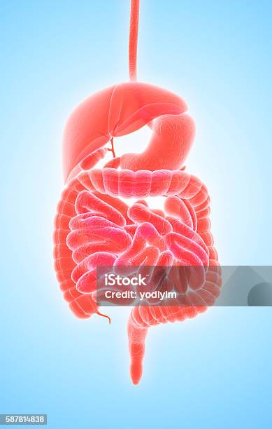 3d Human Male Xray Digestive System Stock Photo - Download Image Now - Three Dimensional, Stomach, Order