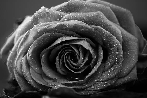 istock Rose, low key on black, monochrome converted 587815148