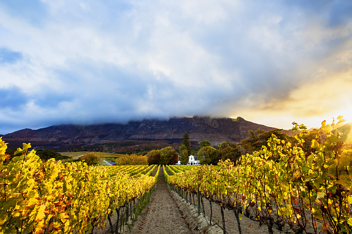 Rows of Vineyards grow in this picturesque valley near Cape Town. This wine farm can be found south of the city in the Constantia valley situated at the foot of the Constantia mountain.