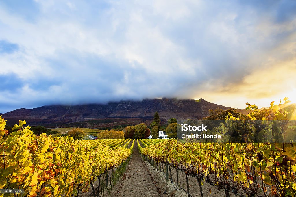 Autumn Vineyards, Cape Town, South Africa Rows of Vineyards grow in this picturesque valley near Cape Town. This wine farm can be found south of the city in the Constantia valley situated at the foot of the Constantia mountain. Cape Town Stock Photo