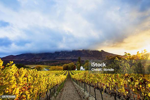 Autumn Vineyards Cape Town South Africa Stock Photo - Download Image Now - Cape Town, Vineyard, Cape Winelands