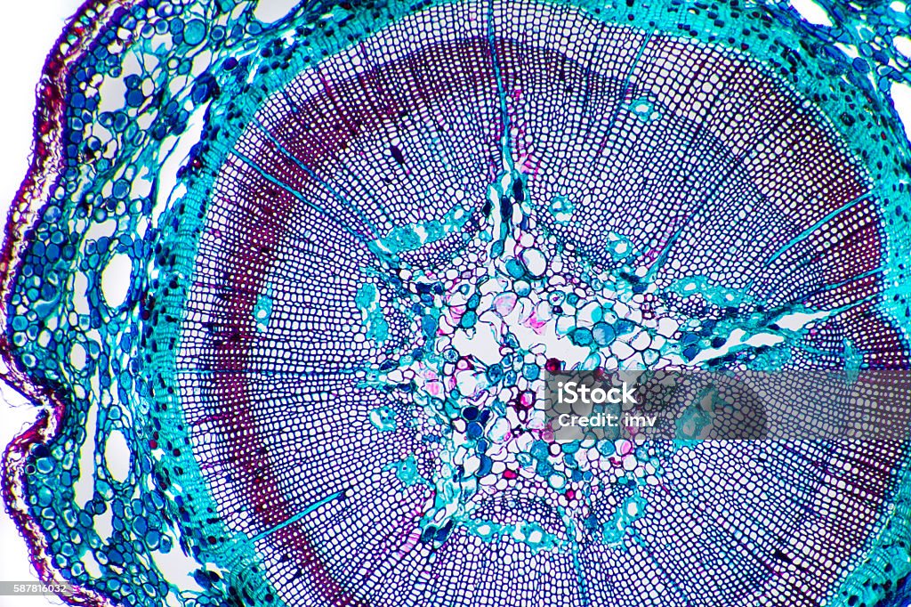 Vegetal tissue micrography - Corn stem Beautiful cellular pattern, vegetal tissue with special dye. Magnification Stock Photo