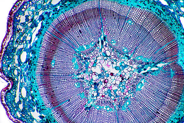 Vegetal tissue micrography - Corn stem Beautiful cellular pattern, vegetal tissue with special dye. microscope slide stock pictures, royalty-free photos & images