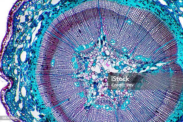 Vegetal Tissue Micrography Corn Stem Stock Photo - Download Image Now - Magnification, Plant Cell, Macrophotography