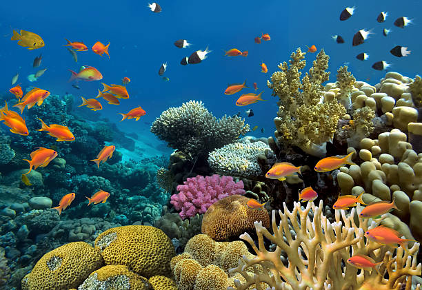 istock Coral and fish in the Red Sea. Egypt 587816414