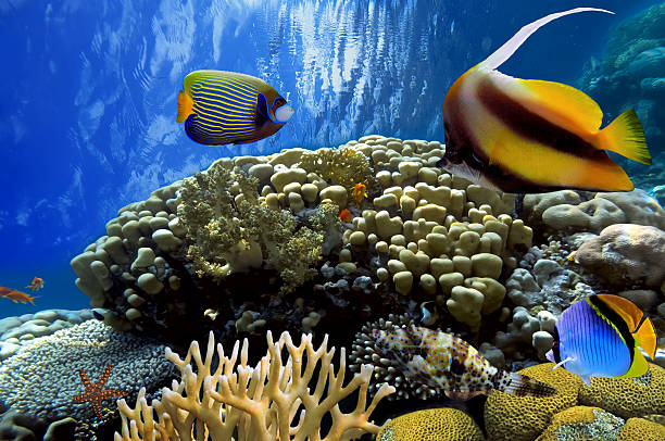 istock Coral landscape, Red Sea, Egypt 587816480