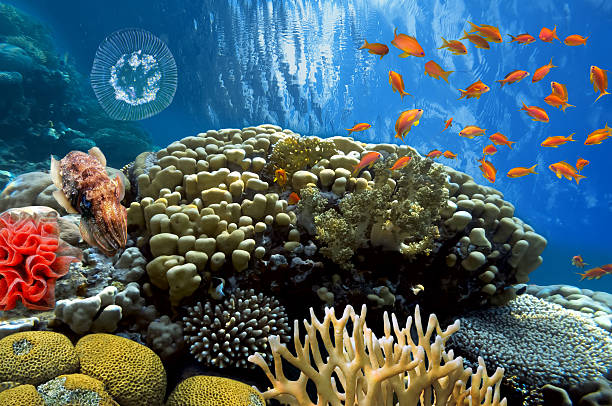 istock Swimming cuttlefish swimming over coral reef 587816584