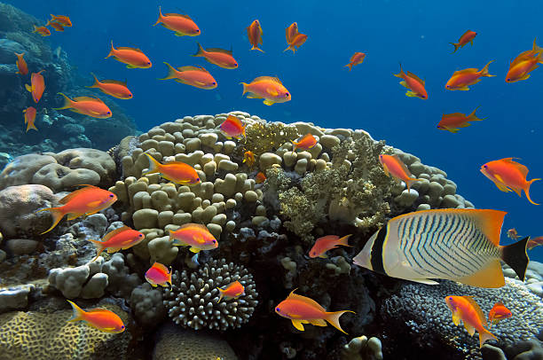 istock Coral and fish in the Red Sea. Egypt 587816624
