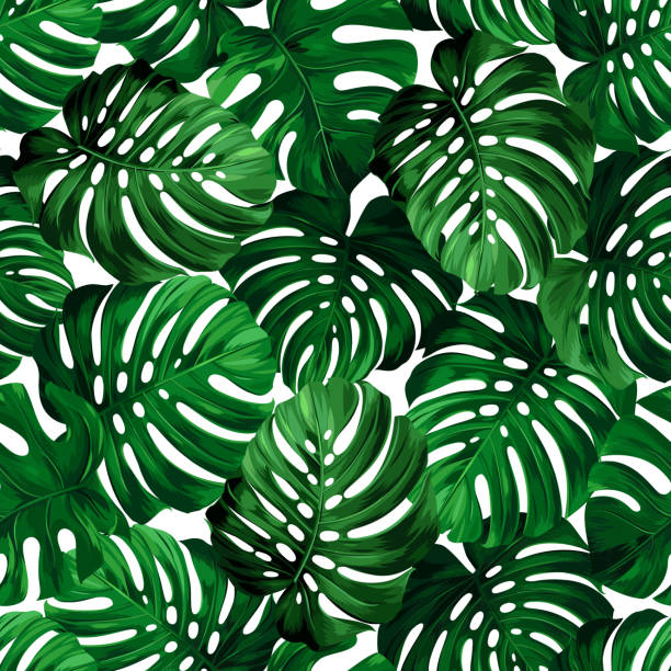 ilustraciones, imágenes clip art, dibujos animados e iconos de stock de hojas monstera - creativity floral pattern illustration and painting square