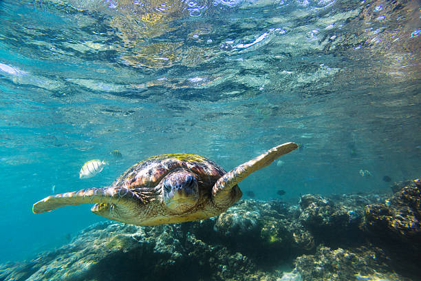istock Green sea turtle (Chelonia mydas), Hikkaduwa 587817766
