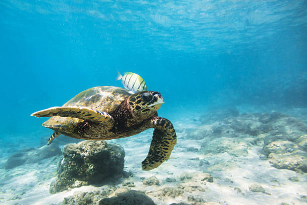 istock The hawksbill sea turtle (Eretmochelys imbricata) 587817936