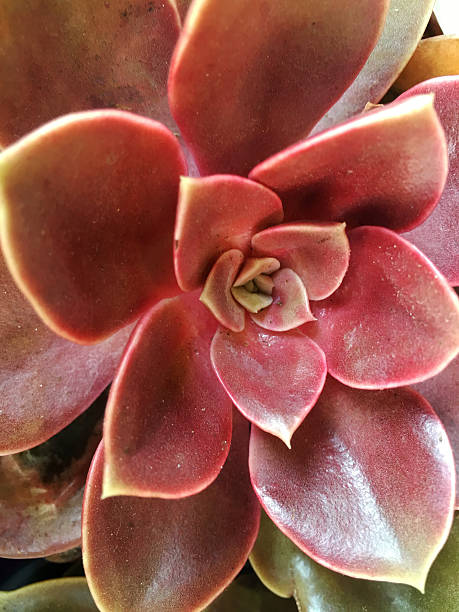 istock Succulent plant Echeveria 587818890