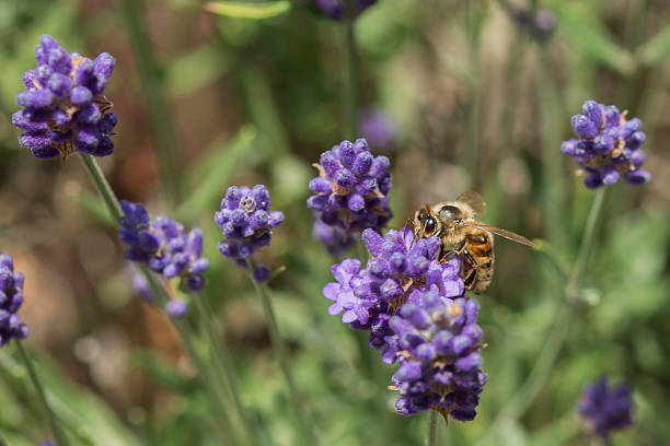 close-up de uma abelha em uma flor de lavanda - awe fly flower pollen - fotografias e filmes do acervo