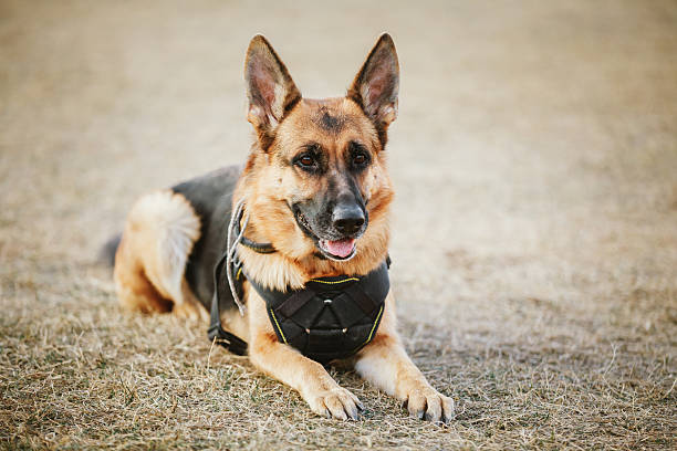 Brown German Sheepdog Sitting On Ground Brown German Sheepdog Sitting On Ground. Guard Dog, Police Dog guard dog photos stock pictures, royalty-free photos & images