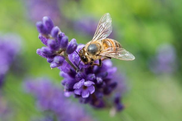 ラベンダーの花にビーチのクローズアップ - awe fly flower pollen ストックフォトと画像