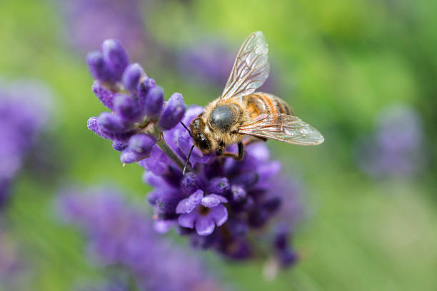 close-up de uma abelha em uma flor de lavanda - awe fly flower pollen - fotografias e filmes do acervo