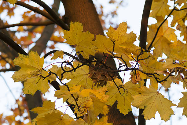 Sunlit Acer Leaves in Autumn at dusk sunset