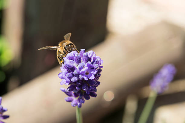 close-up de uma abelha em uma flor de lavanda - awe fly flower pollen - fotografias e filmes do acervo