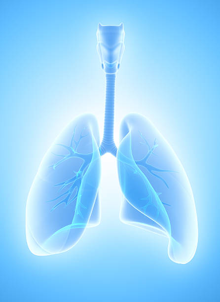 istock 3D illustration of Lungs, medical concept. 587877784