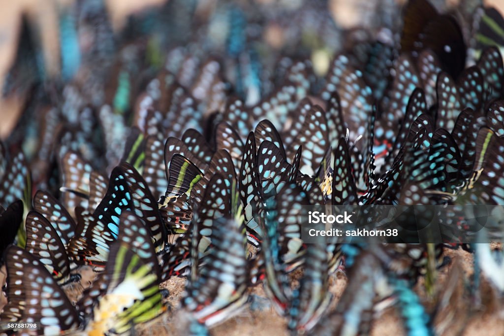 colorful butterfly wings background. Butterfly - Insect Stock Photo