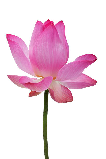 istock lotus flower isolated on white background. 587882818