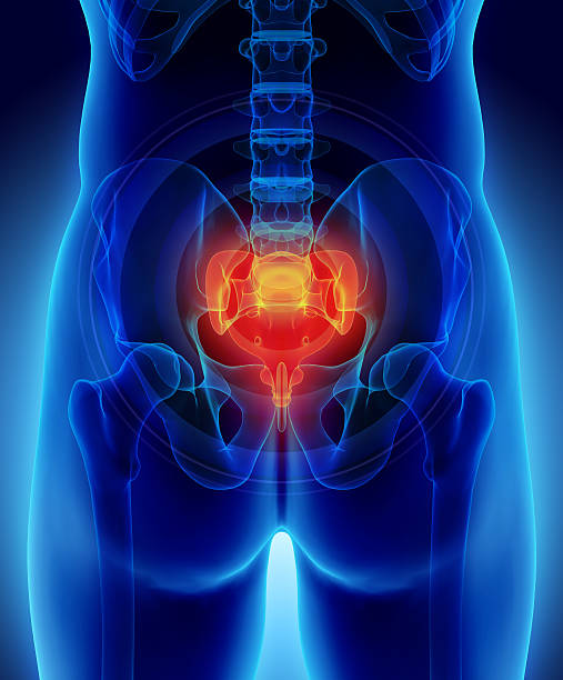 3D illustration of Sacrum painful. 3D illustration medical concept of Sacrum painful. 3d human muscle stock pictures, royalty-free photos & images