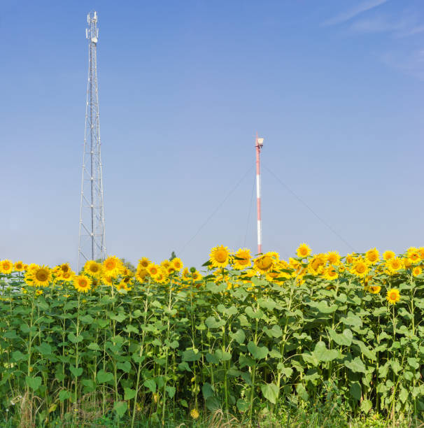 istock Two different telecommunication towers and sunflowers in rural a 587883656