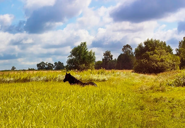 istock Dark brown horse lying on green meadow rests 587884648