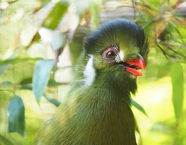 istock Closeup of a White Cheeked Turacos 587885164