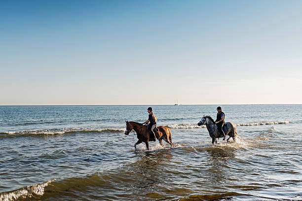 istock Two Horses Exercising in the Sea 587886062