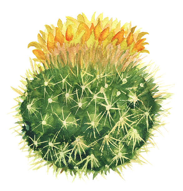 blooming mammillaria cactus - mammillaria cactus imagens e fotografias de stock