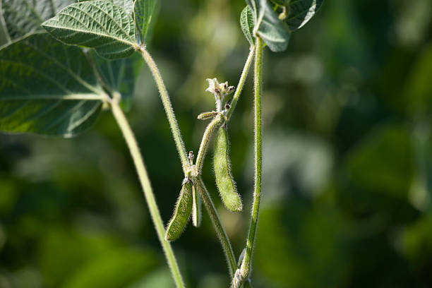 istock Soybean pod isolated on plantation 587889628