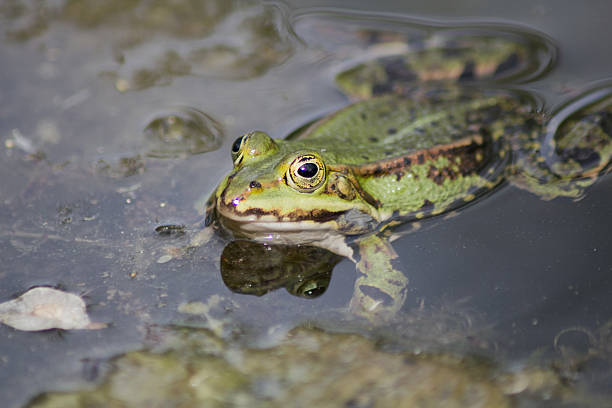 istock Little frog sitting on a lily pad in a pond 587892430