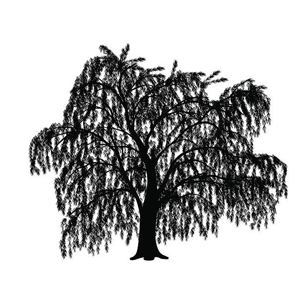 silhouette detached tree willow with leaves silhouette detached tree willow with leaves on a white background willow tree stock illustrations