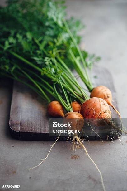 Bunch Of Small Round Carrots Stock Photo - Download Image Now - Bunch, Carrot, Color Image