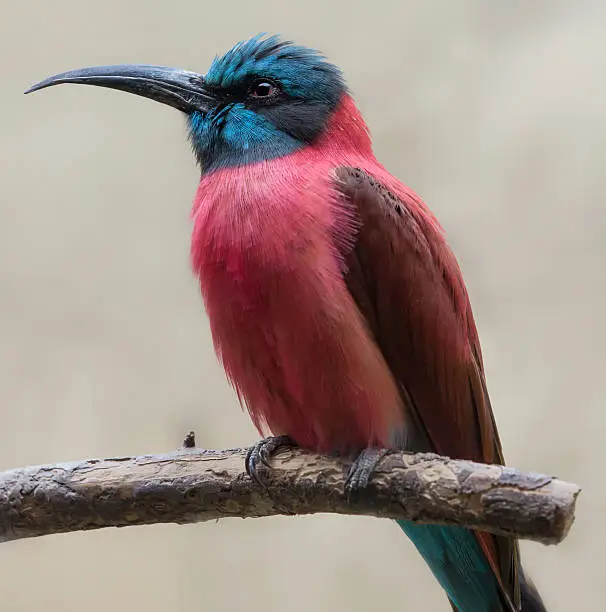 Photo of Close-up view of a Southern carmine bee-eater