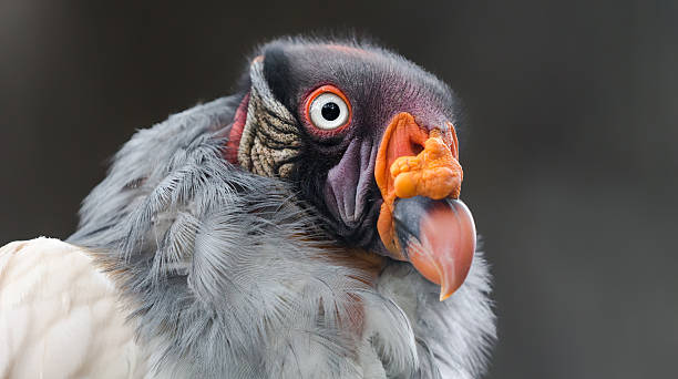 istock Close-up view of a King vulture (Sarcoramphus papa) 587895030